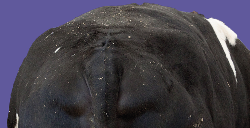 Rear view of an over-conditioned dairy cow with fat covering the spine, hooks and tailhead.